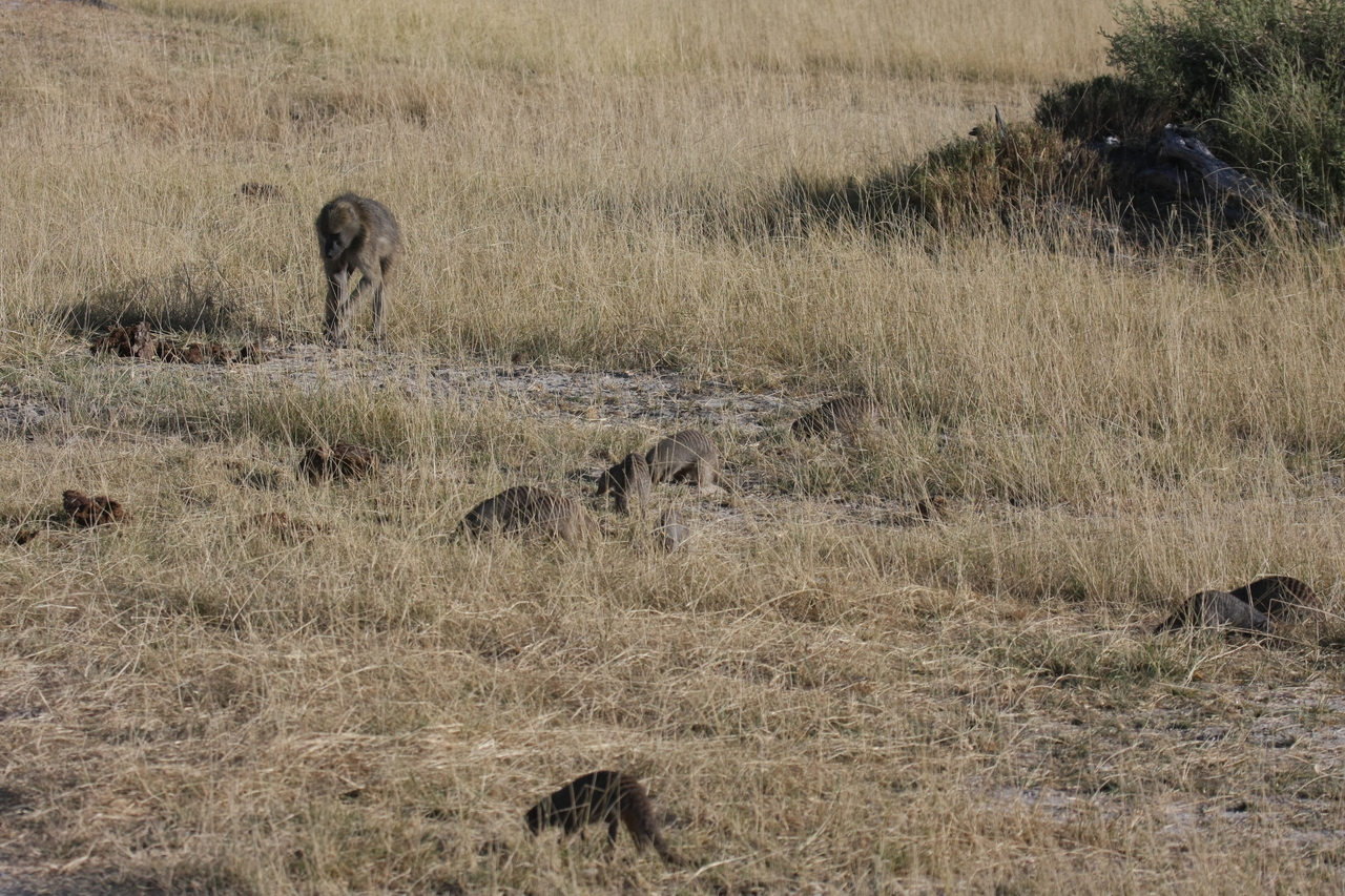 [18397] 2016_06_28_02_50_29_Africa_Canon_EOS_40D_IMG__00218.jpg