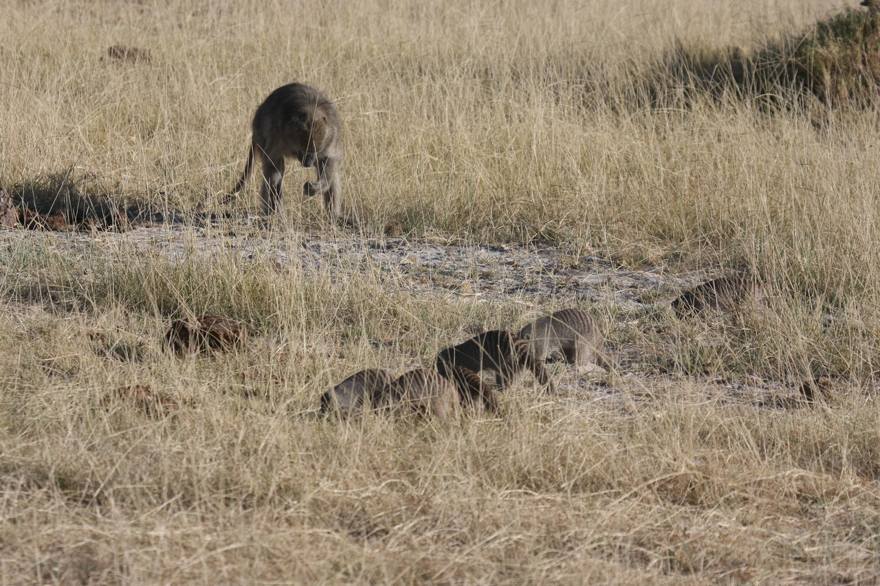 [18405] 2016_06_28_02_50_34_Africa_Canon_EOS_40D_IMG__00220.jpg