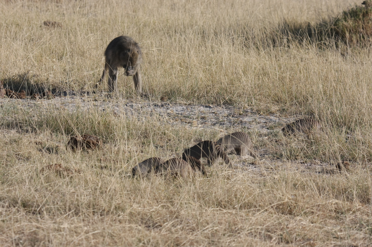 [18406] 2016_06_28_02_50_34_Africa_Canon_EOS_40D_IMG__00221.jpg