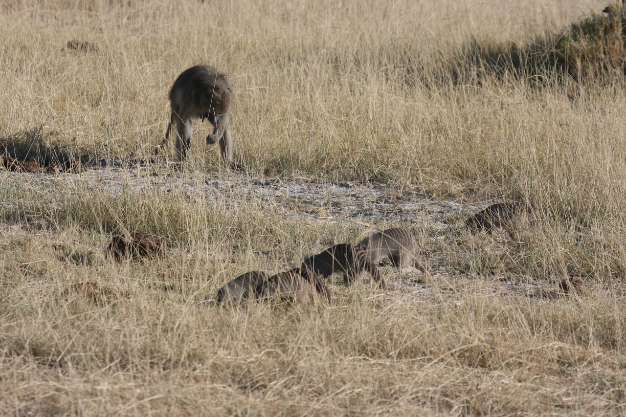 [18407] 2016_06_28_02_50_34_Africa_Canon_EOS_40D_IMG__00222.jpg