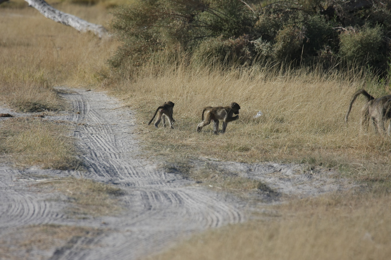 [18414] 2016_06_28_02_51_17_Africa_Canon_EOS_40D_IMG__00223.jpg