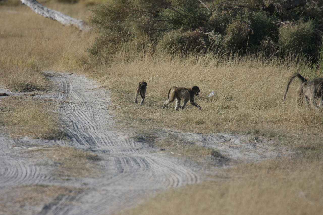 [18417] 2016_06_28_02_51_17_Africa_Canon_EOS_40D_IMG__02613.jpg