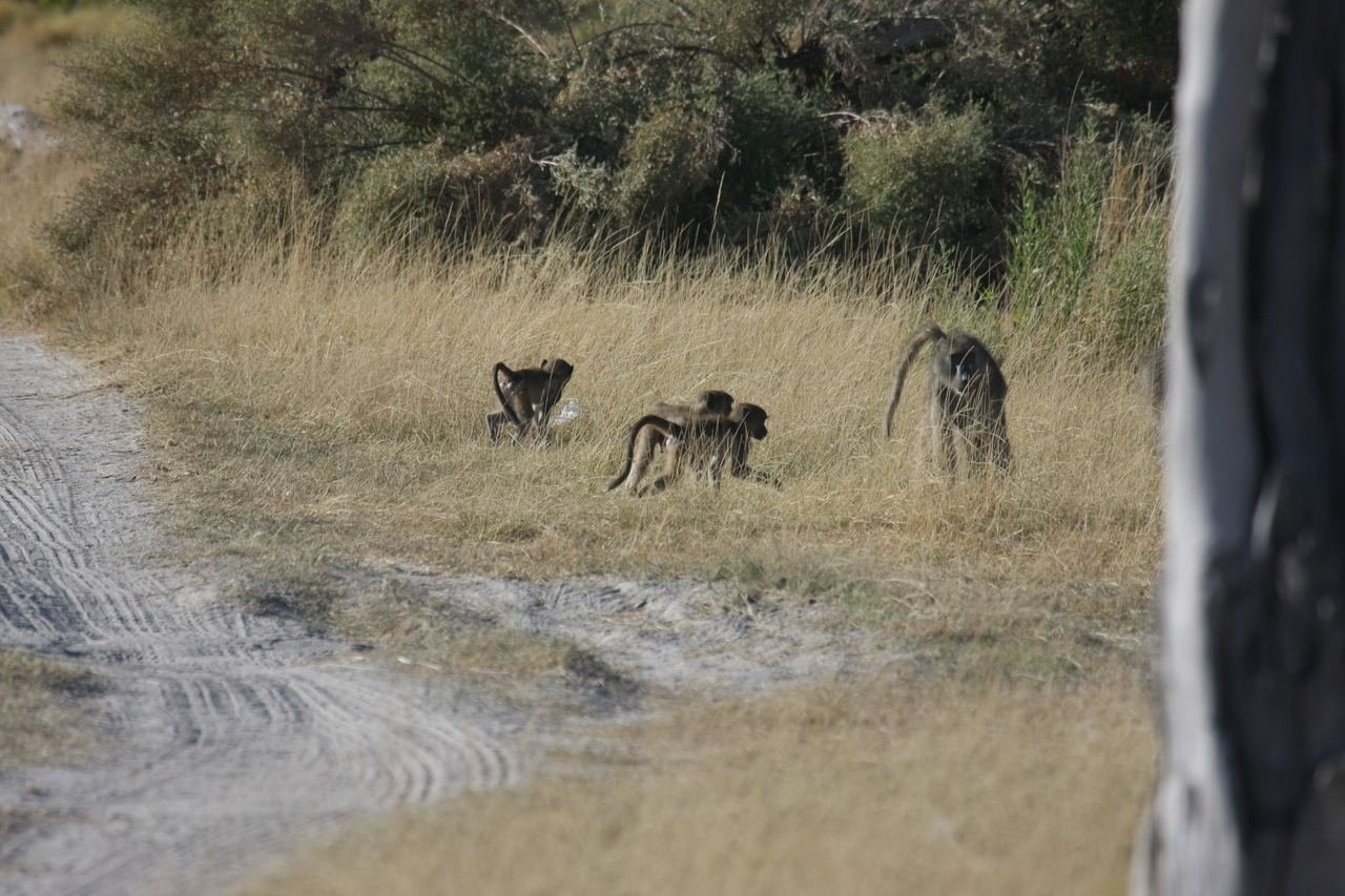 [18421] 2016_06_28_02_51_22_Africa_Canon_EOS_40D_IMG__00228.jpg