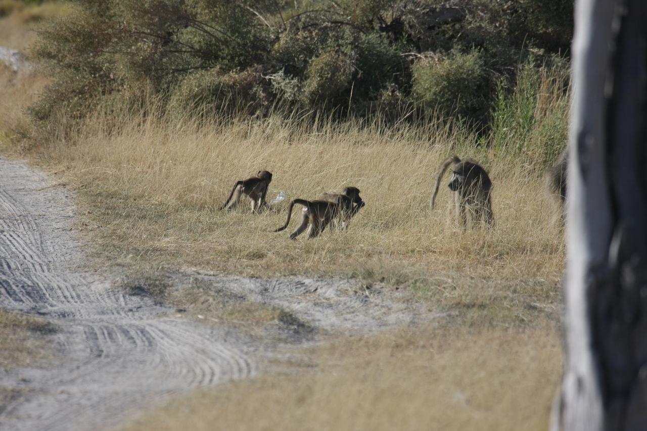 [18424] 2016_06_28_02_51_22_Africa_Canon_EOS_40D_IMG__10061.jpg