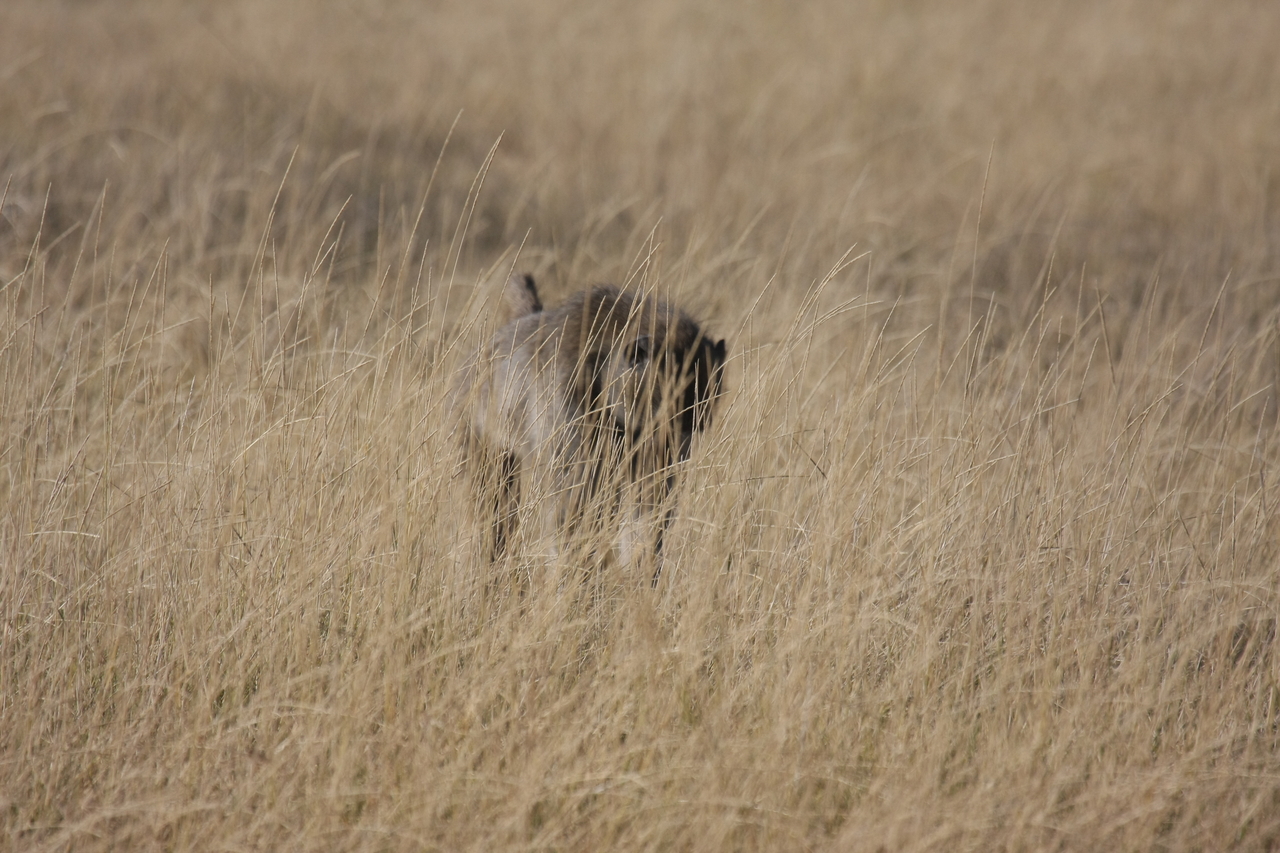 [18429] 2016_06_28_02_51_35_Africa_Canon_EOS_40D_IMG__02617.jpg