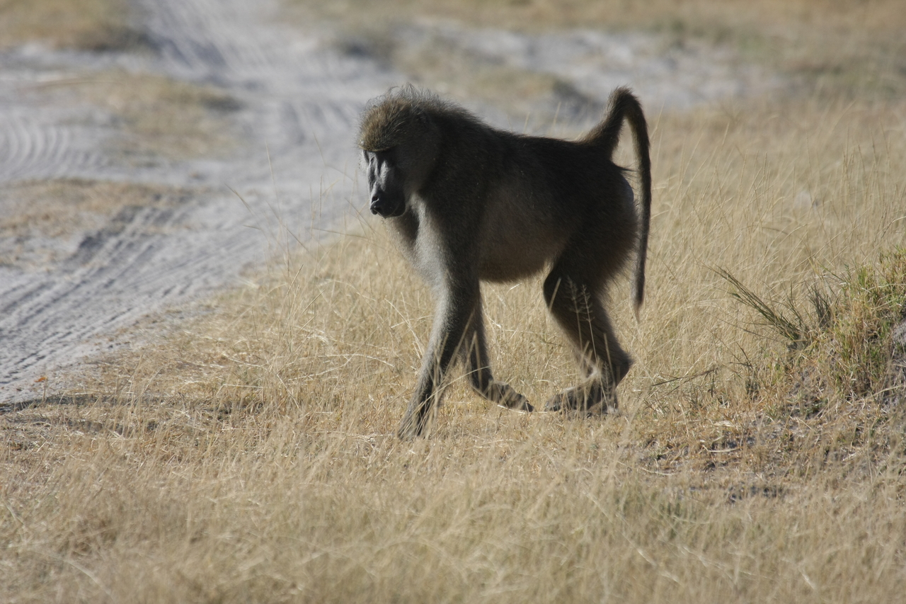[18435] 2016_06_28_02_51_43_Africa_Canon_EOS_40D_IMG__02618.jpg