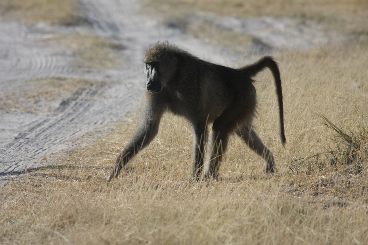 [18439] 2016_06_28_02_51_43_Africa_Canon_EOS_40D_IMG__10066.jpg