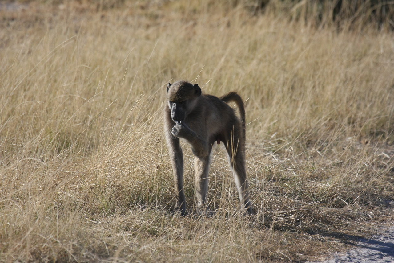 [18452] 2016_06_28_02_52_04_Africa_Canon_EOS_40D_IMG__10072.jpg