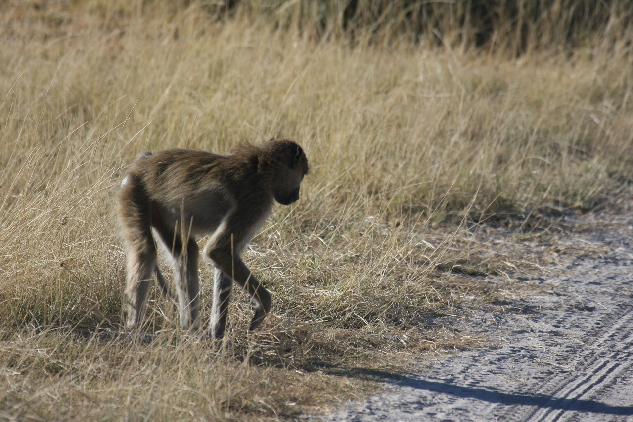 [18453] 2016_06_28_02_52_06_Africa_Canon_EOS_40D_IMG__00239.jpg