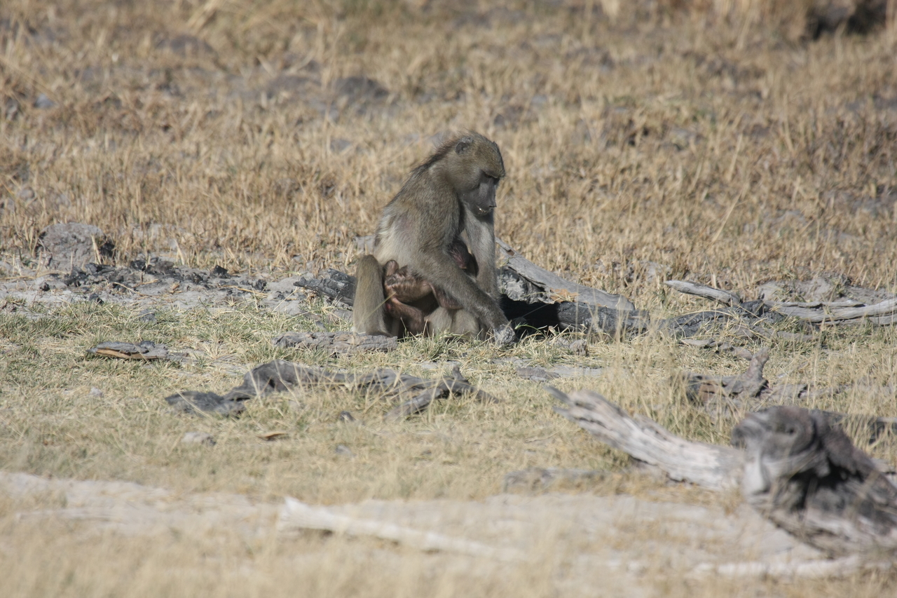 [18462] 2016_06_28_02_52_34_Africa_Canon_EOS_40D_IMG__00242.jpg