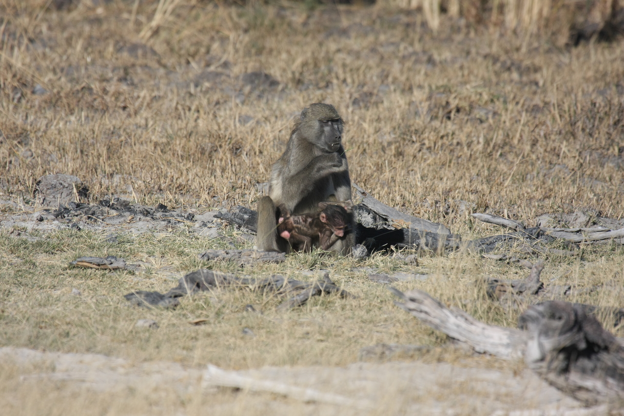 [18475] 2016_06_28_02_52_37_Africa_Canon_EOS_40D_IMG__00248.jpg