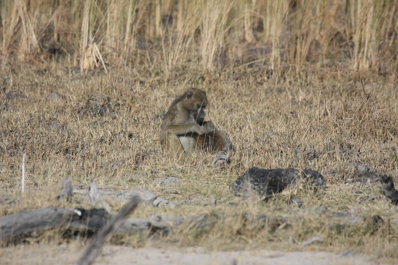 [18482] 2016_06_28_02_53_03_Africa_Canon_EOS_40D_IMG__10083.jpg