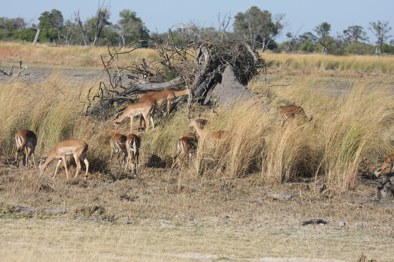 [18485] 2016_06_28_02_53_15_Africa_Canon_EOS_40D_IMG__02637.jpg