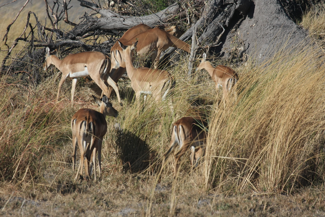 [18495] 2016_06_28_02_53_24_Africa_Canon_EOS_40D_IMG__10086.jpg