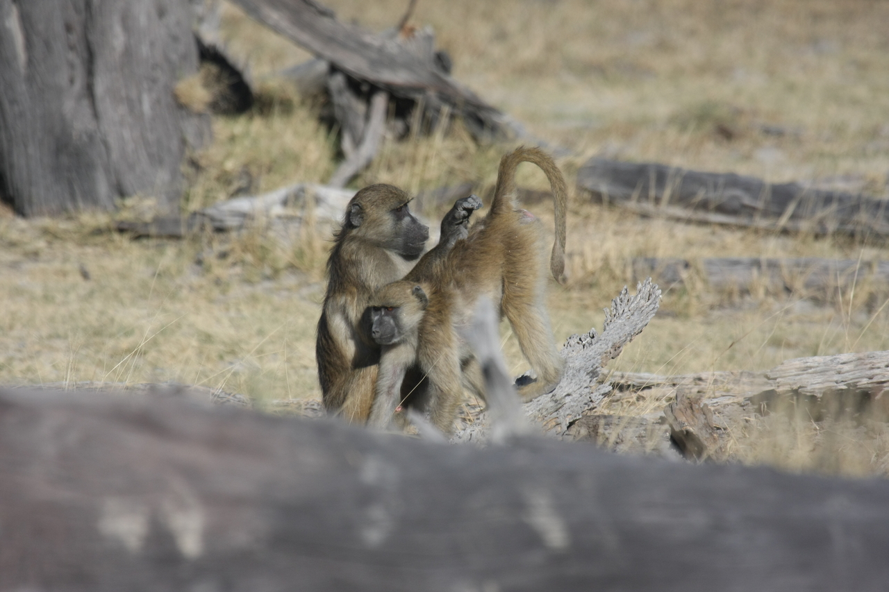 [18517] 2016_06_28_02_53_50_Africa_Canon_EOS_40D_IMG__10095.jpg