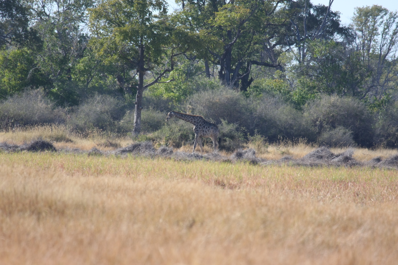 [18521] 2016_06_28_03_07_04_Africa_Canon_EOS_40D_IMG__10097.jpg