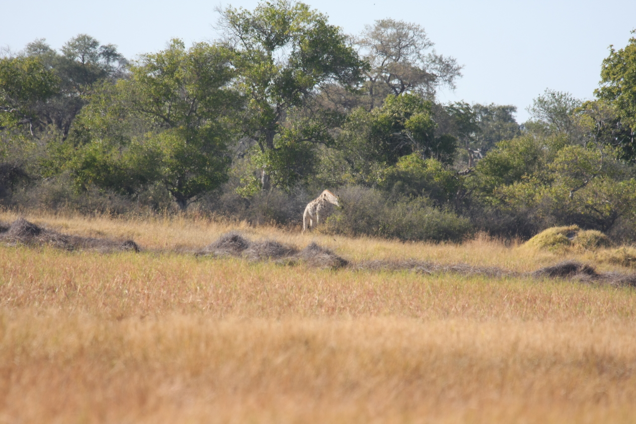 [18523] 2016_06_28_03_07_10_Africa_Canon_EOS_40D_IMG__02651.jpg