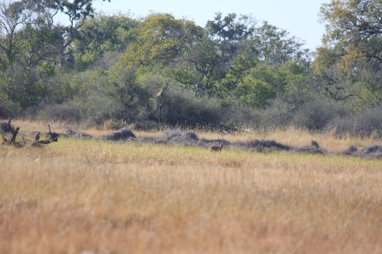 [18525] 2016_06_28_03_07_58_Africa_Canon_EOS_40D_IMG__00265.jpg
