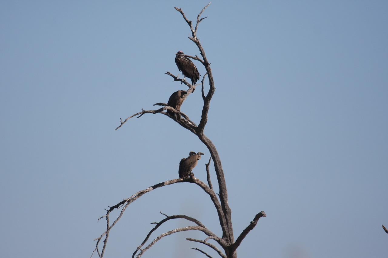 [18530] 2016_06_28_03_18_56_Africa_Canon_EOS_40D_IMG__02653.jpg