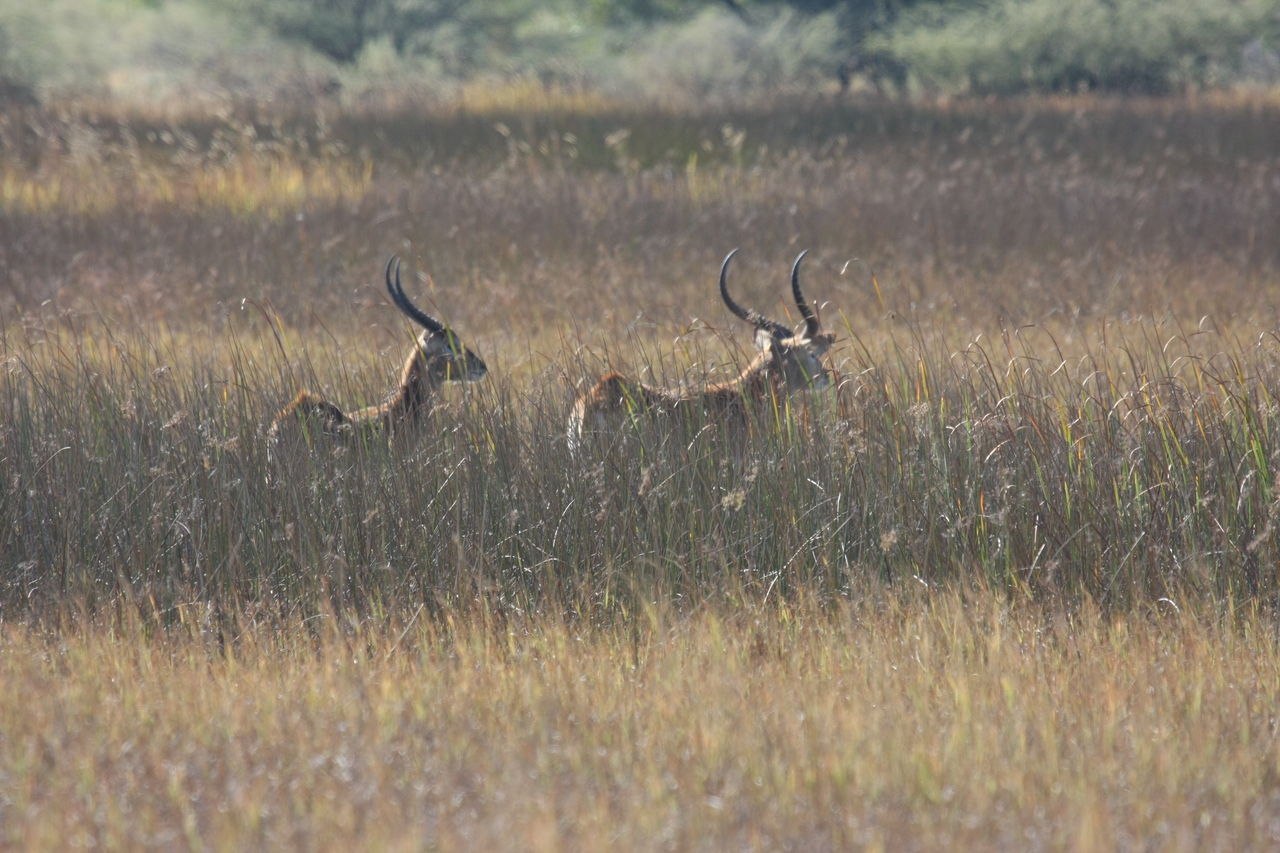 [18543] 2016_06_28_03_54_27_Africa_Canon_EOS_40D_IMG__02658.jpg