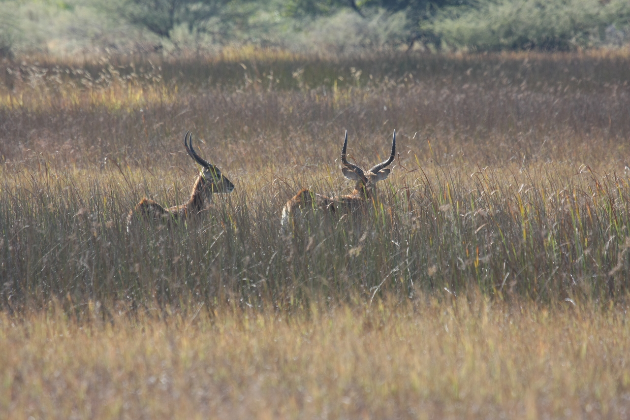 [18547] 2016_06_28_03_54_27_Africa_Canon_EOS_40D_IMG__10106.jpg