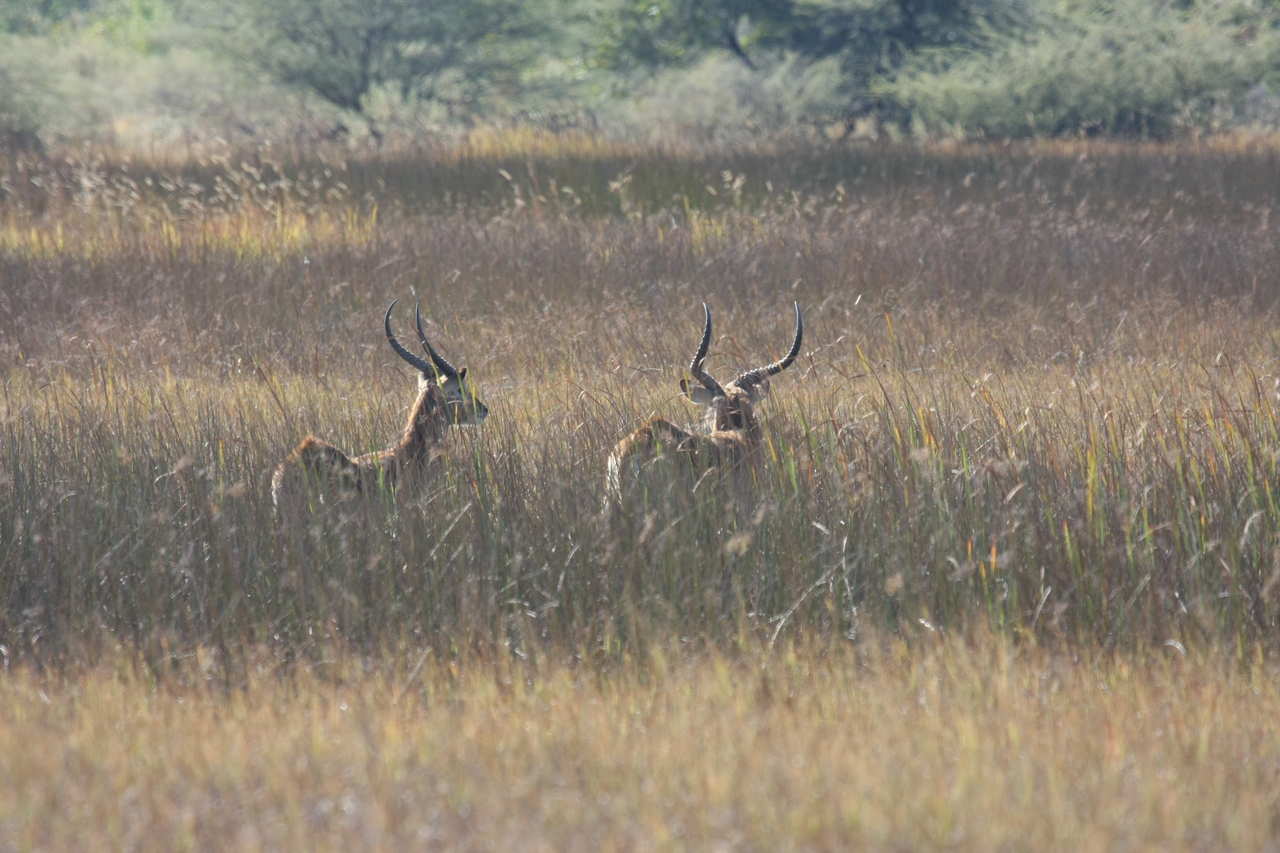[18548] 2016_06_28_03_54_27_Africa_Canon_EOS_40D_IMG__10107.jpg