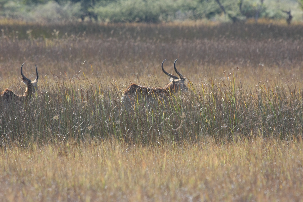 [18550] 2016_06_28_03_54_33_Africa_Canon_EOS_40D_IMG__02661.jpg