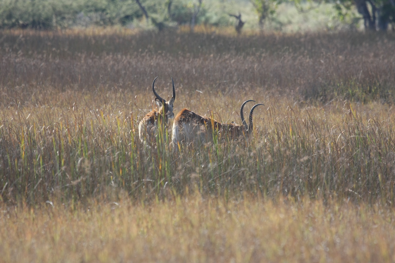 [18569] 2016_06_28_03_54_45_Africa_Canon_EOS_40D_IMG__10115.jpg