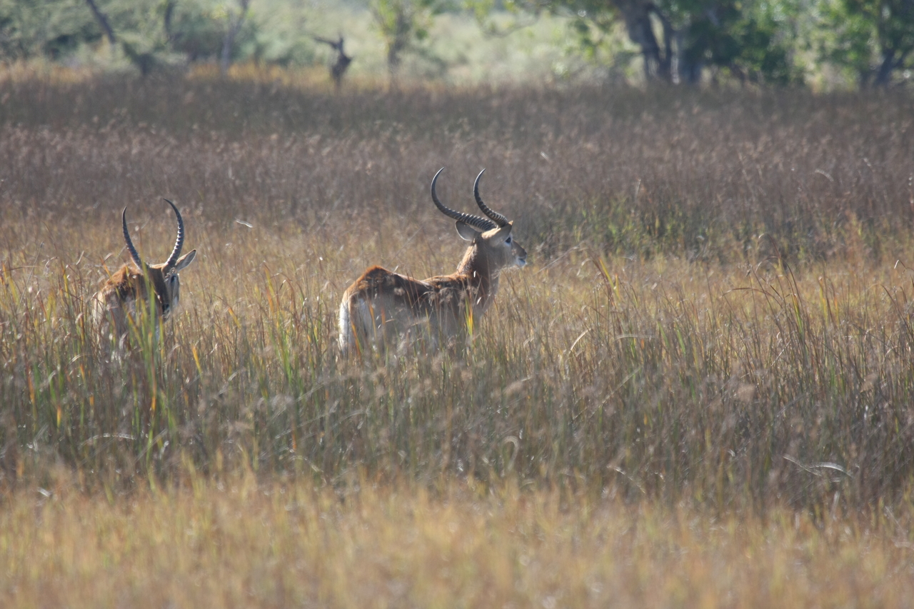 [18584] 2016_06_28_03_55_10_Africa_Canon_EOS_40D_IMG__02673.jpg