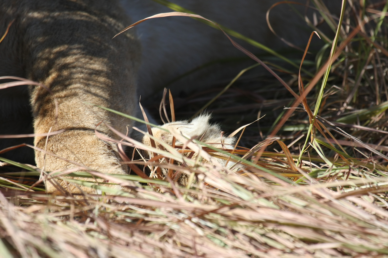 [18653] 2016_06_28_04_10_32_Africa_Canon_EOS_40D_IMG__10145.jpg