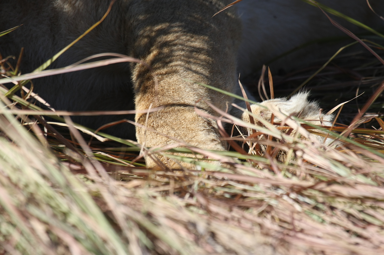 [18656] 2016_06_28_04_10_37_Africa_Canon_EOS_40D_IMG__10146.jpg