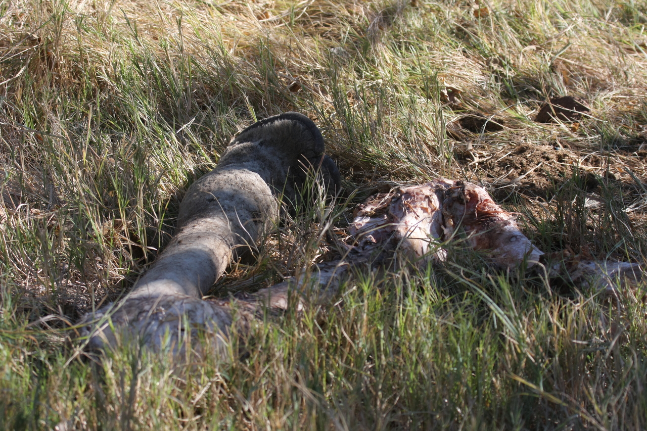 [18660] 2016_06_28_04_14_37_Africa_Canon_EOS_40D_IMG__02701.jpg