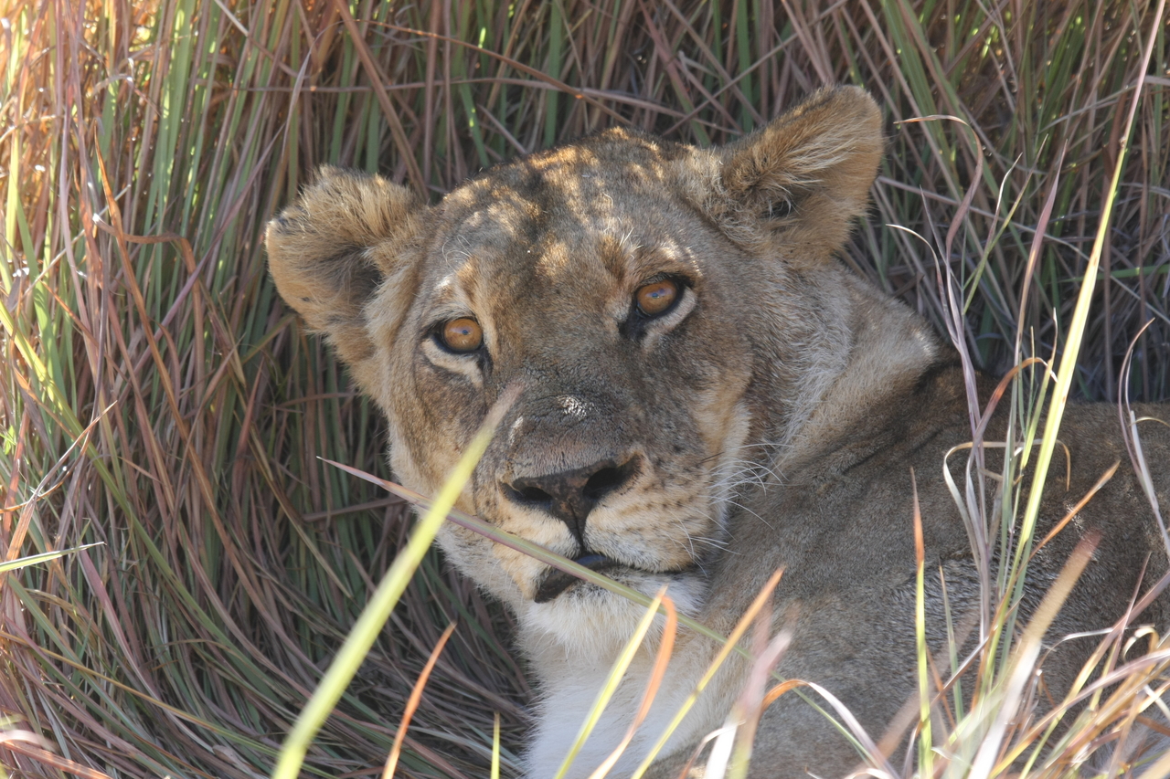 [18677] 2016_06_28_04_15_45_Africa_Canon_EOS_40D_IMG__02708.jpg