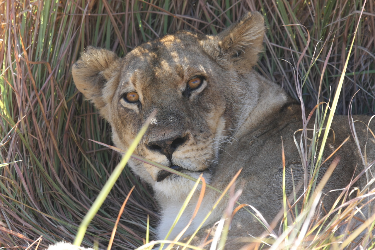 [18682] 2016_06_28_04_15_47_Africa_Canon_EOS_40D_IMG__00323.jpg