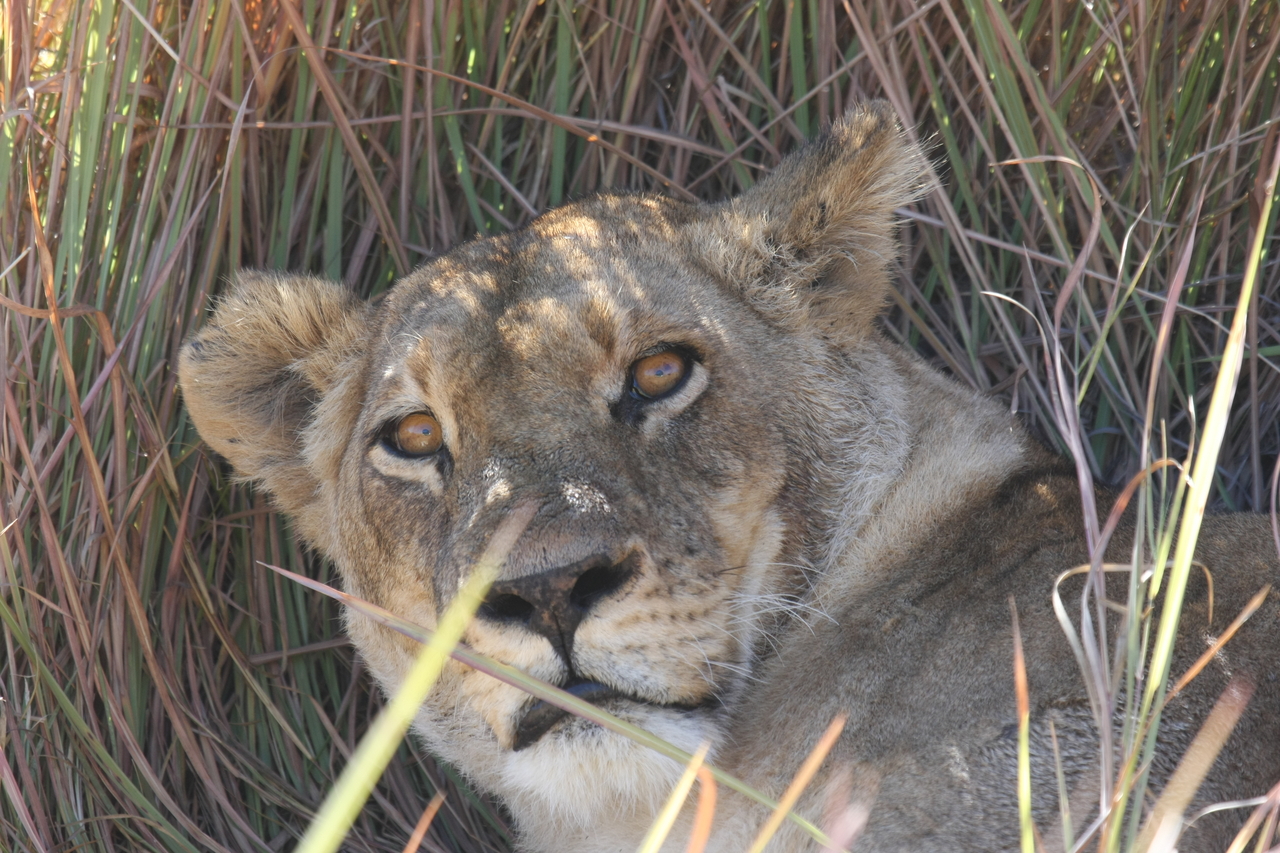 [18702] 2016_06_28_04_16_00_Africa_Canon_EOS_40D_IMG__02716.jpg