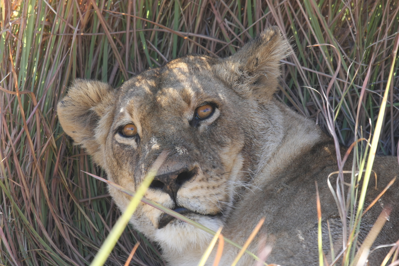 [18703] 2016_06_28_04_16_00_Africa_Canon_EOS_40D_IMG__02717.jpg