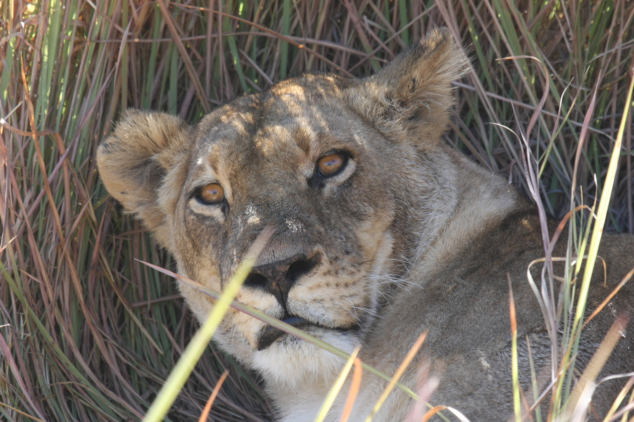 [18711] 2016_06_28_04_16_01_Africa_Canon_EOS_40D_IMG__02720.jpg