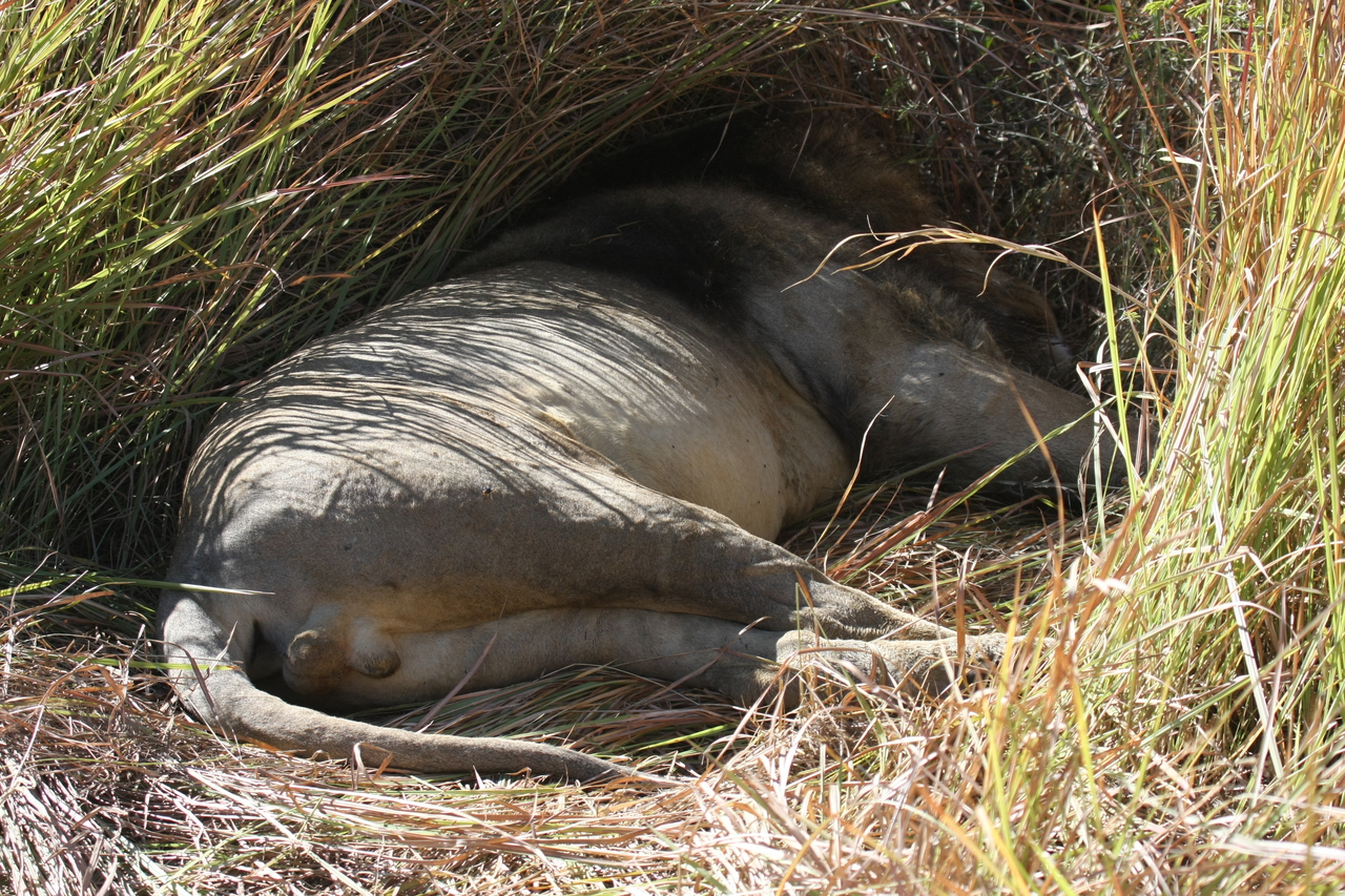 [18716] 2016_06_28_04_16_27_Africa_Canon_EOS_40D_IMG__02721.jpg