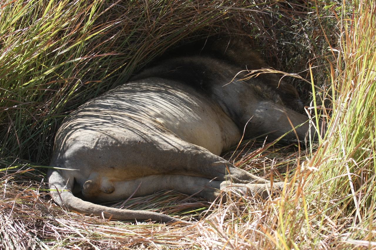 [18721] 2016_06_28_04_16_31_Africa_Canon_EOS_40D_IMG__00339.jpg