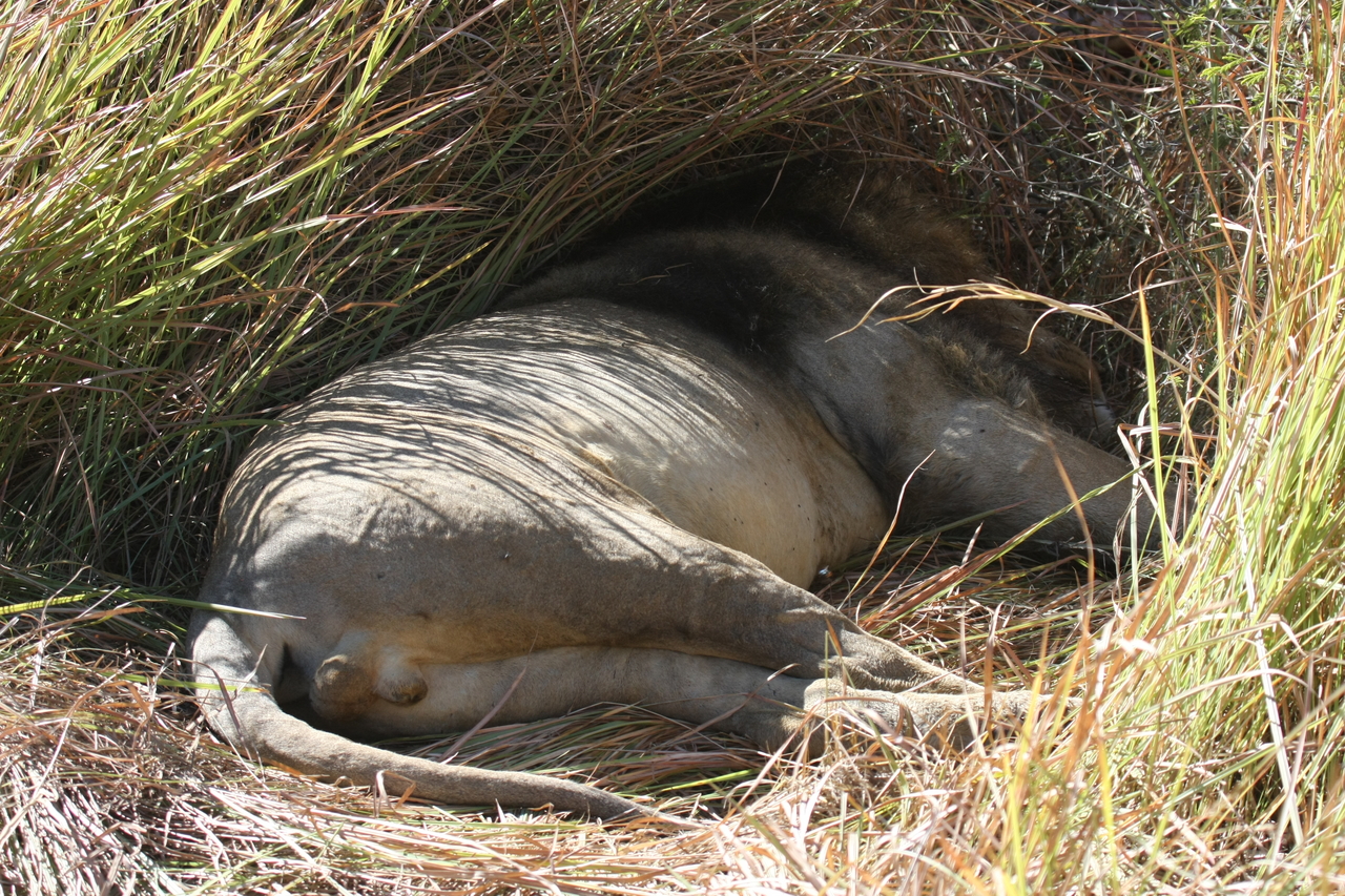 [18732] 2016_06_28_04_16_46_Africa_Canon_EOS_40D_IMG__00342.jpg