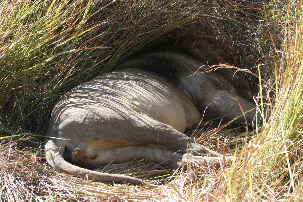 [18737] 2016_06_28_04_16_46_Africa_Canon_EOS_40D_IMG__10177.jpg