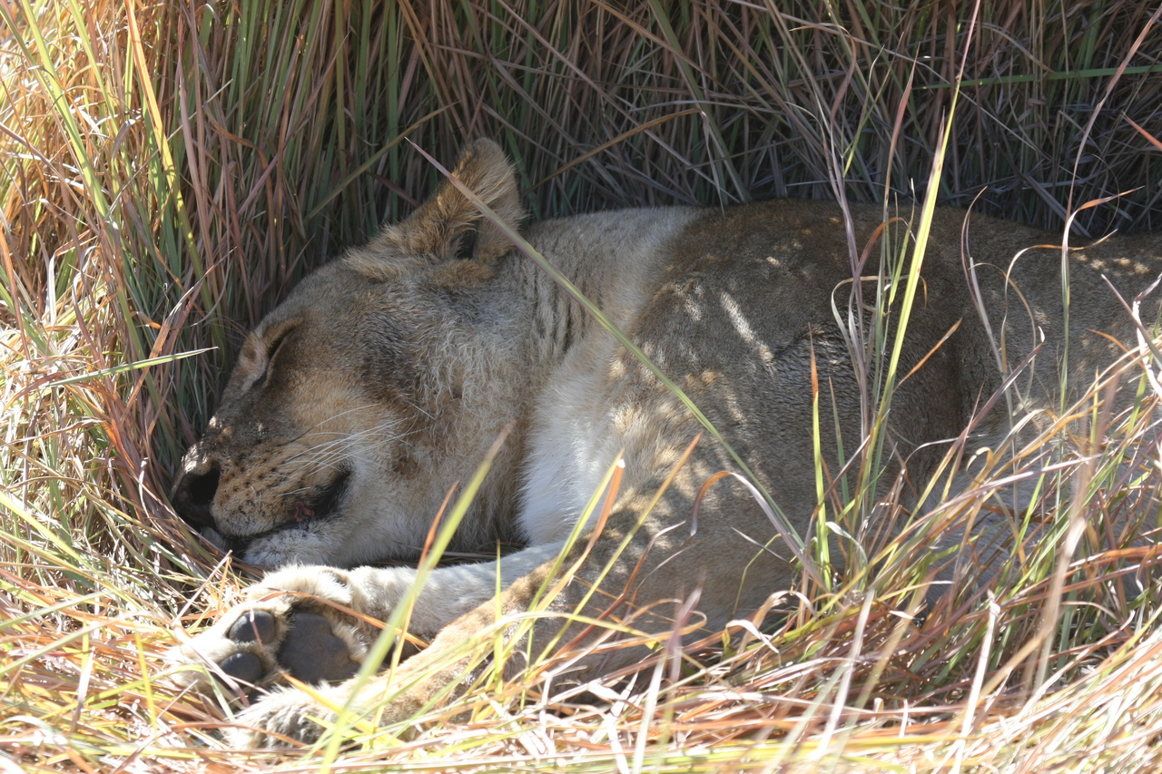 [18739] 2016_06_28_04_17_09_Africa_Canon_EOS_40D_IMG__00345.jpg