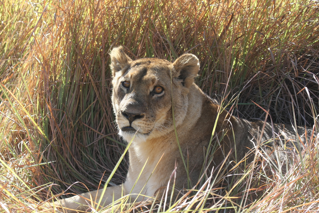 [18752] 2016_06_28_04_17_40_Africa_Canon_EOS_40D_IMG__10183.jpg