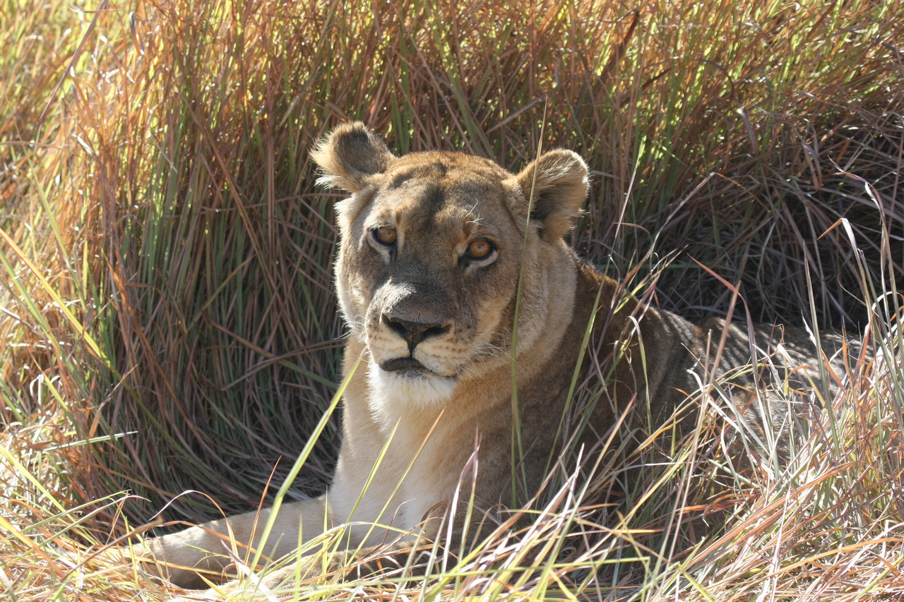 [18770] 2016_06_28_04_17_43_Africa_Canon_EOS_40D_IMG__00357.jpg