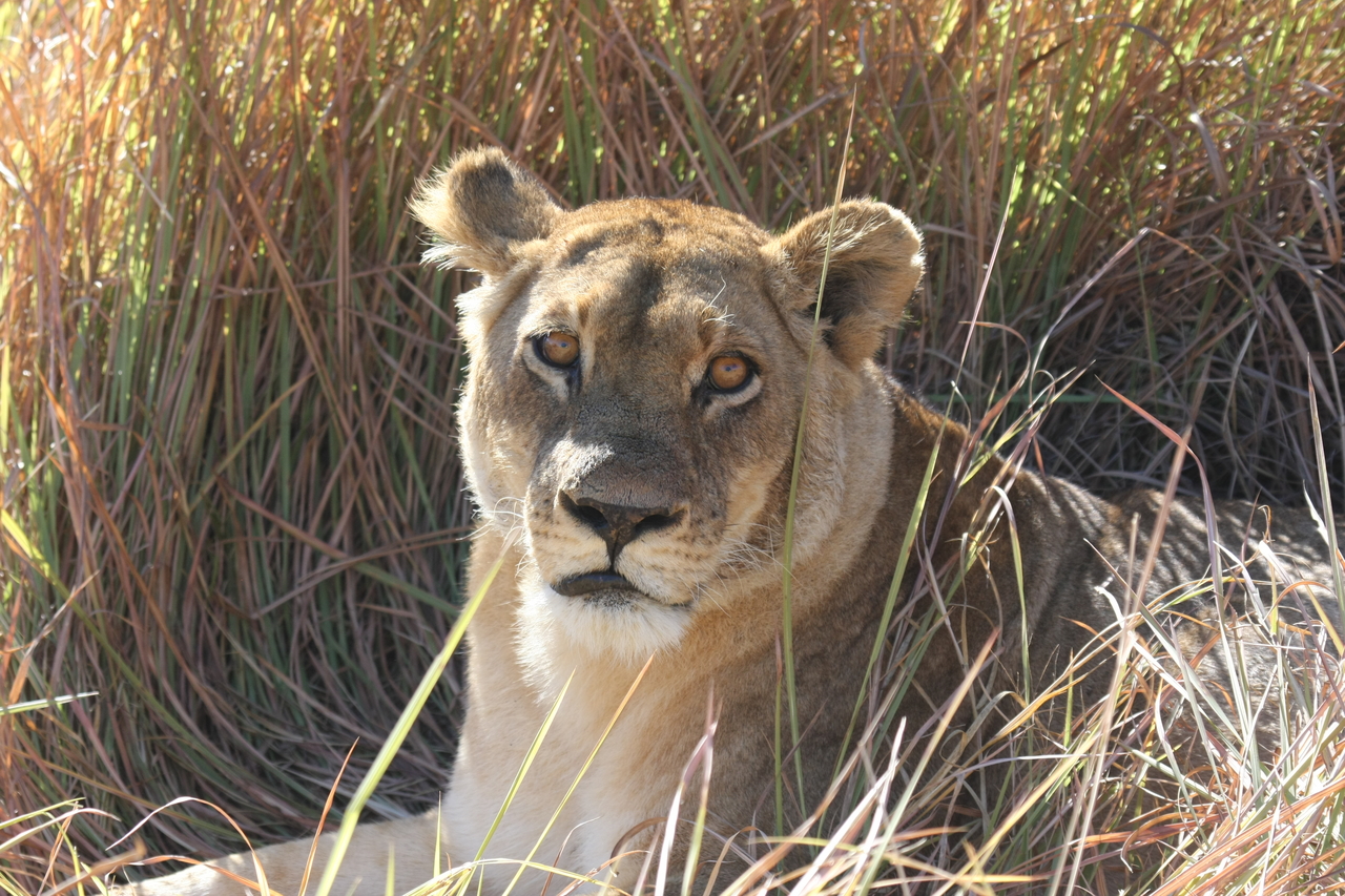 [18790] 2016_06_28_04_17_46_Africa_Canon_EOS_40D_IMG__10196.jpg