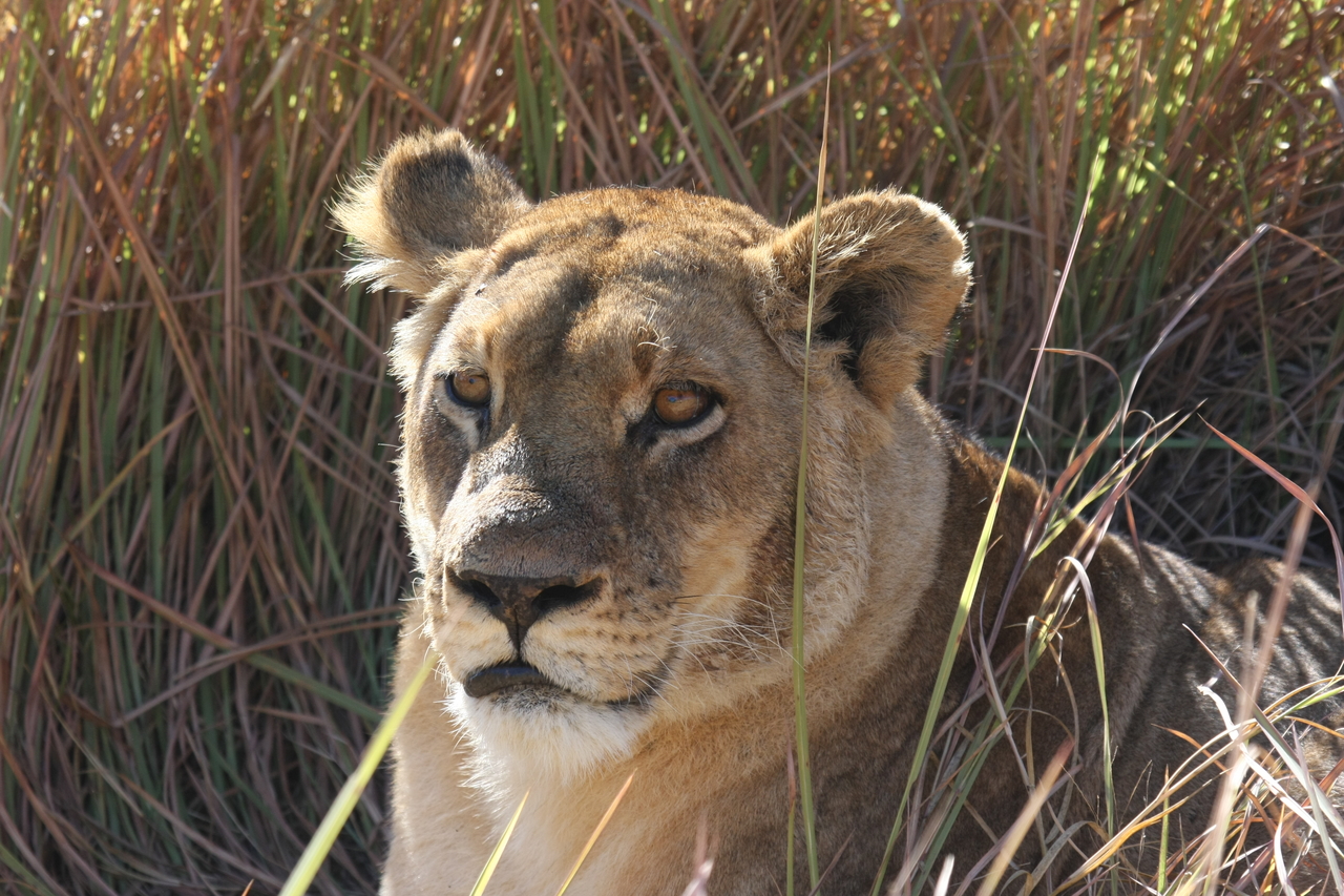 [18797] 2016_06_28_04_17_49_Africa_Canon_EOS_40D_IMG__10199.jpg