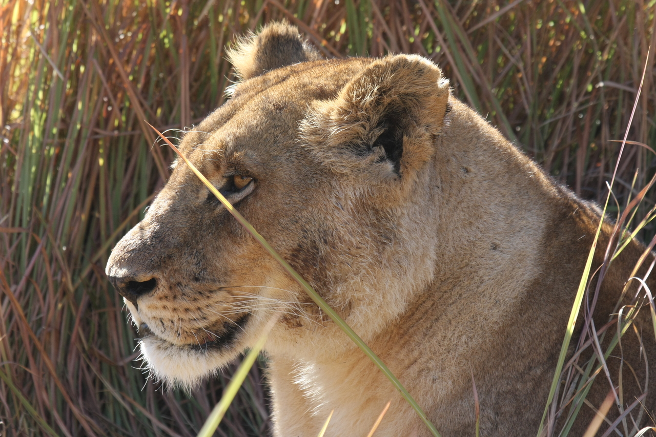 [18806] 2016_06_28_04_18_03_Africa_Canon_EOS_40D_IMG__00371.jpg