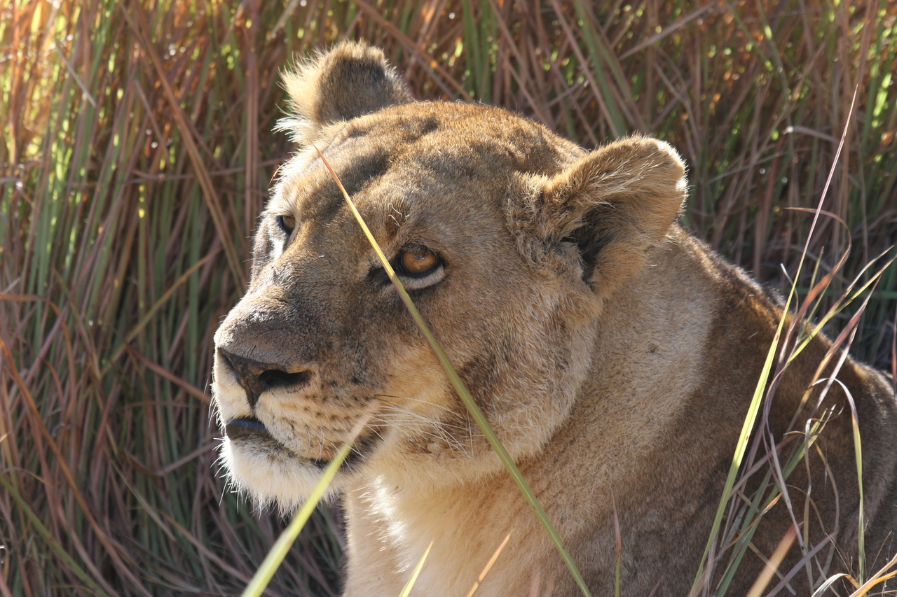 [18838] 2016_06_28_04_18_15_Africa_Canon_EOS_40D_IMG__10211.jpg