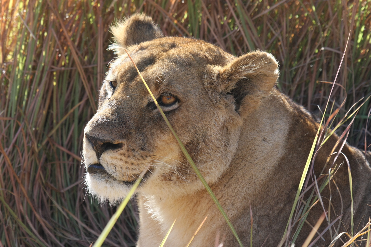 [18840] 2016_06_28_04_18_15_Africa_Canon_EOS_40D_IMG__10213.jpg