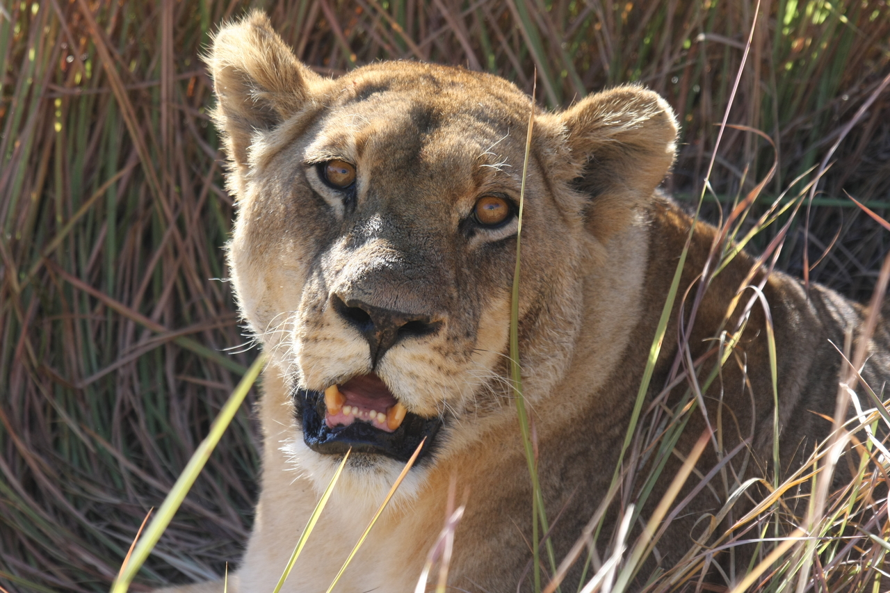 [18873] 2016_06_28_04_18_27_Africa_Canon_EOS_40D_IMG__02780.jpg